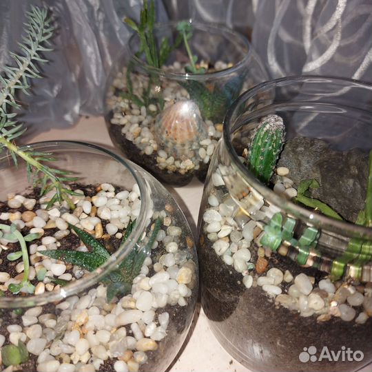 Флорариум суккуленты