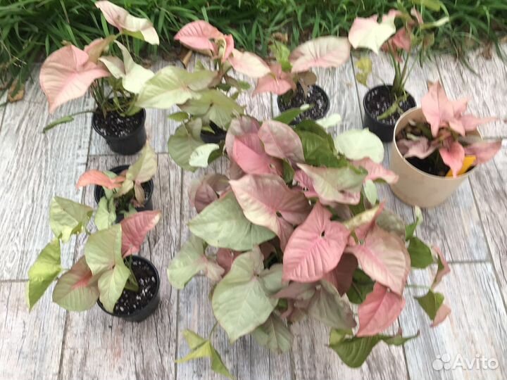 Цветы комнатные домашние