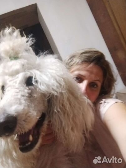 Передержка домашних животных