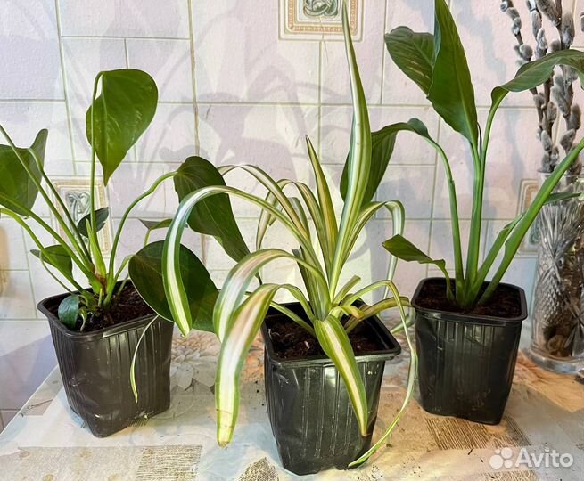 Комнатые цветы