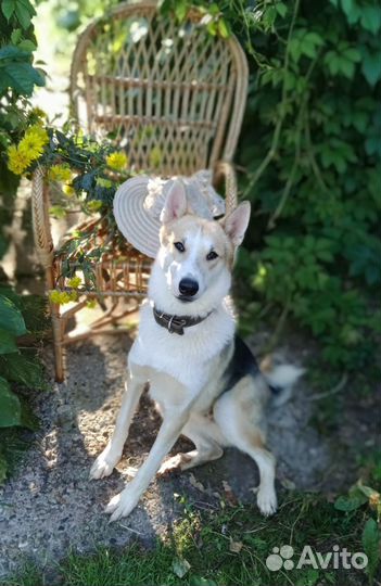 Собака в дар в добрые руки