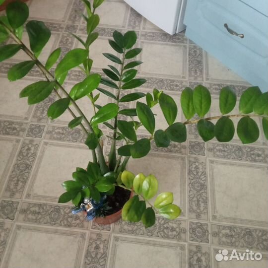 Замиокулькас