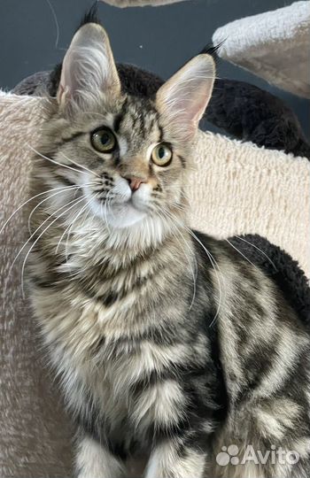 Мейн-кун яркая девочка