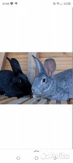 Кролики мясных пород
