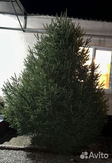 Голубая ель живая сибирский, 3.5-4 метров