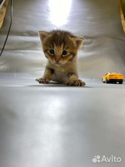 Мальчик чаузи ф1