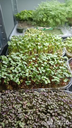 Микрозелень