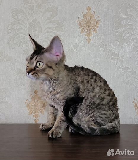 Котенок девочка Девон Рекс
