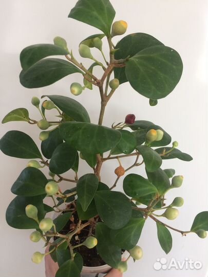Фикус диверсифолия грин