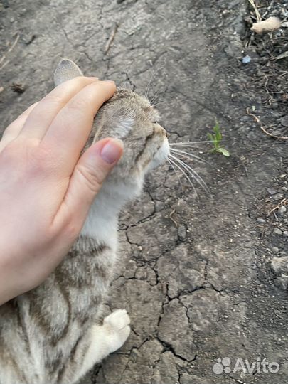Кот в добрые руки