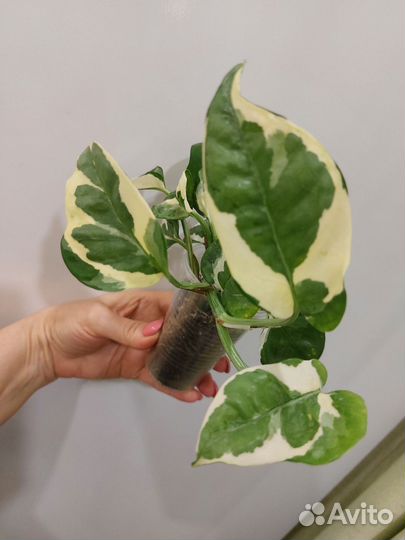 Эпипремнумы и сциндапсусы