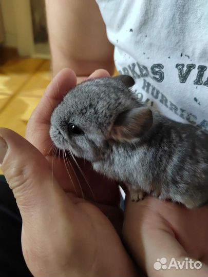 Шиншилла