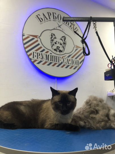 Груминг кошек - стрижка/ вычес/ экспресс-линька