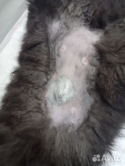 Стерилизация кошек и кастрация котов