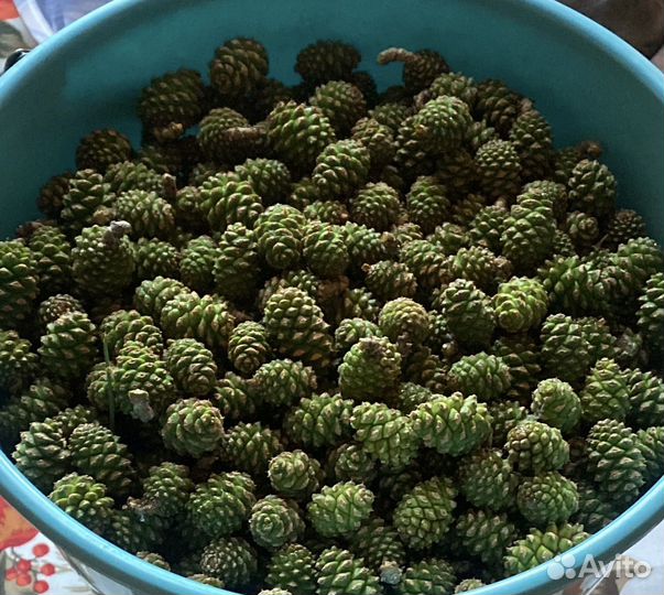 Шишка зеленая сосновая
