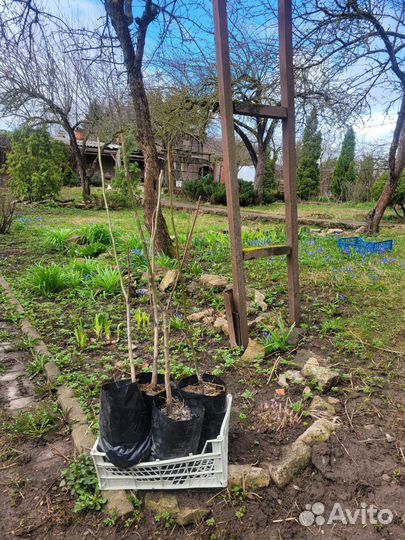 Идеал орех грецкий саженцы