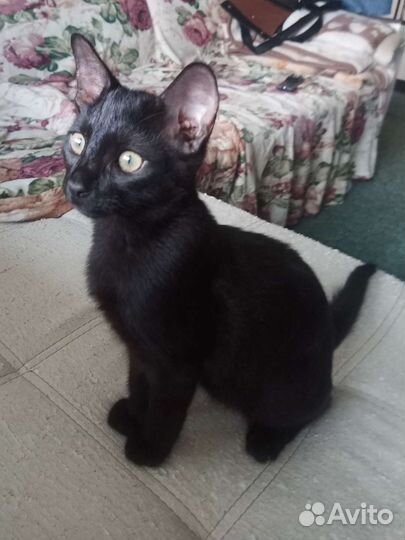 Черные котята 4 месяца