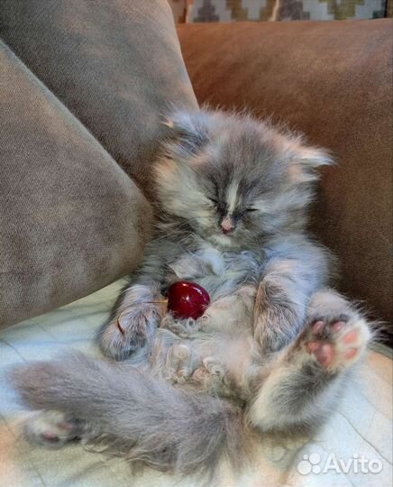 Персидский котëнок девочка