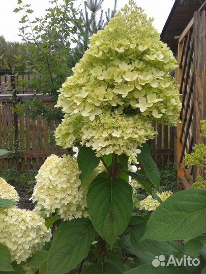 Гортензия метельчатая, древовидная, крупнолистовая