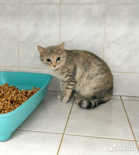 Добрая кошечка в добрые руки