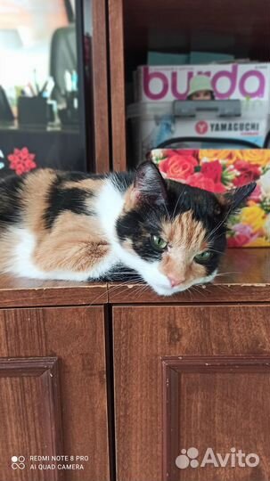 Трехцветная кошечка