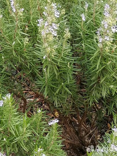 Розмарин свежий и в горшках