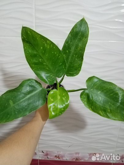 Филодендрон имбе вайт марбл