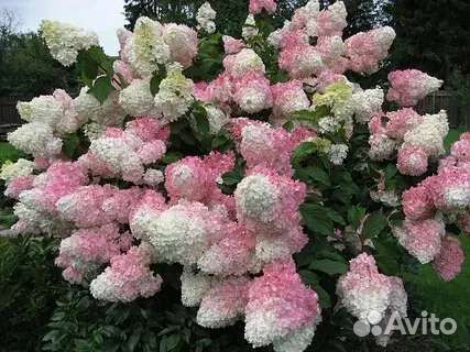 Гортензия Ванила Фрайз