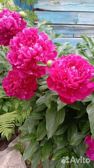 Пионы бордовые и розовые саженцы