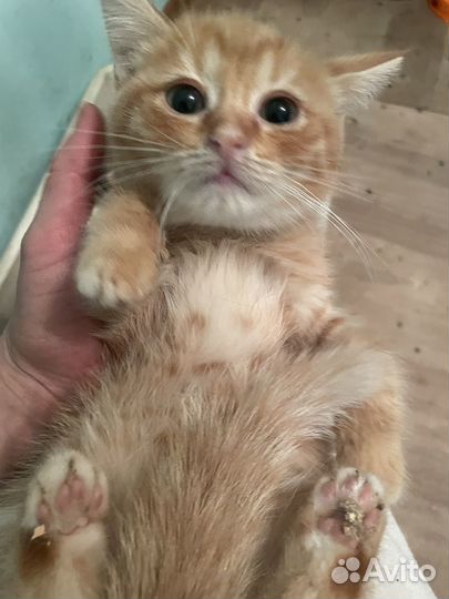 Котенок рыжик в добрые руки