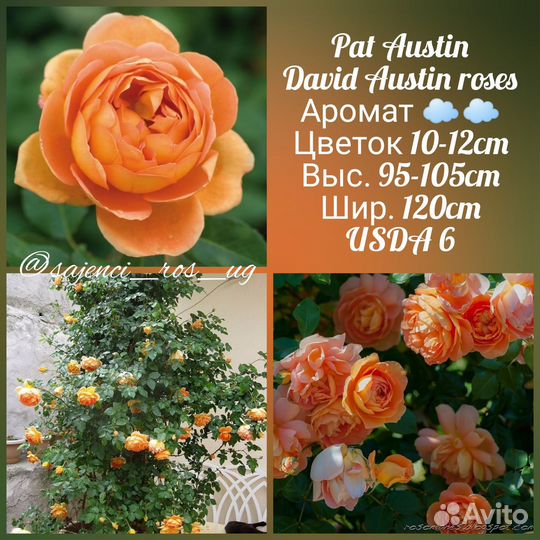 Роза пэт остин