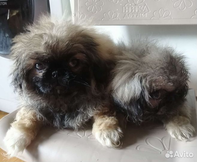 Щенки пекинеса