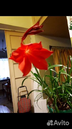 Гиппиаструм