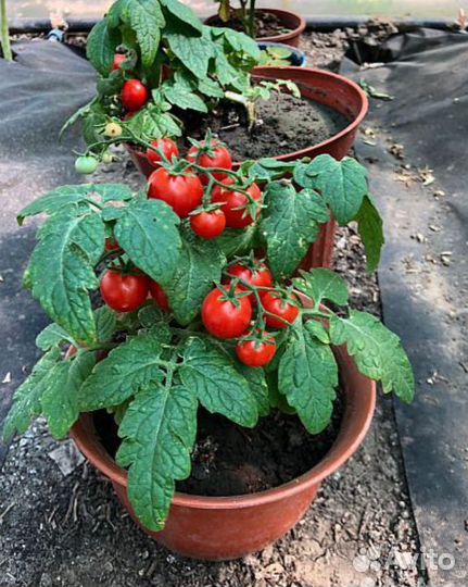 Набор семян мини томатов для дома