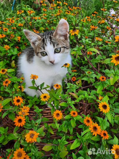 Котята в добрые руки бесплатно
