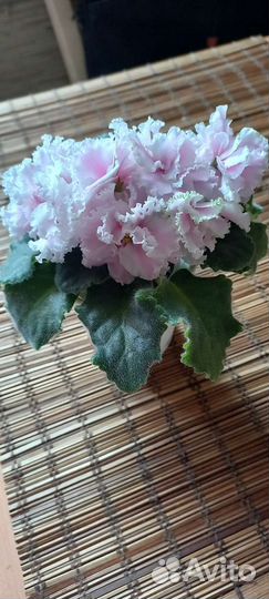 Цветущие фиалки