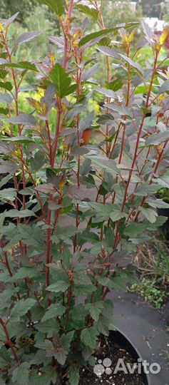 Пузыреплодник калинолистный 