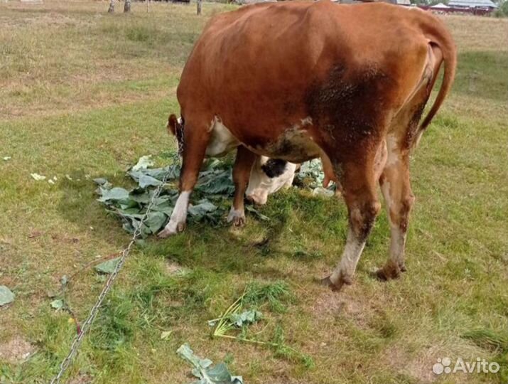 Корова дойная