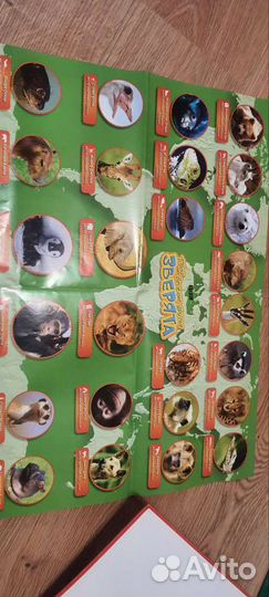 Твои весёлые друзья зверята