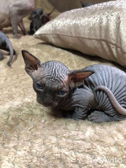 Канадский сфинкс