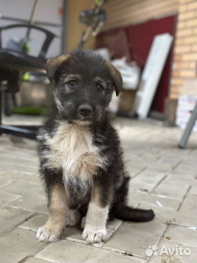 Мальчик 1,5 мес от лайки