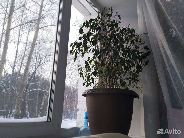 Дерево. В большом горшке