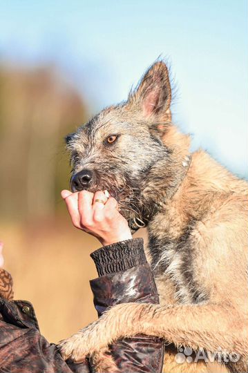 Собака в добрые руки