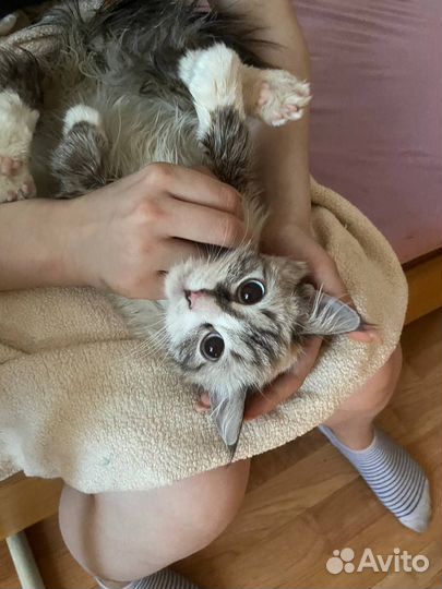 Невская маскарадная девочка в добрые руки