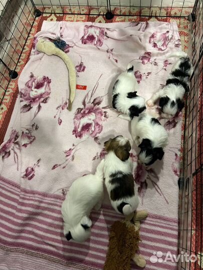 Щенки бивера