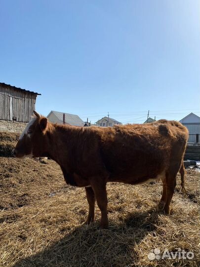 Корова дойная