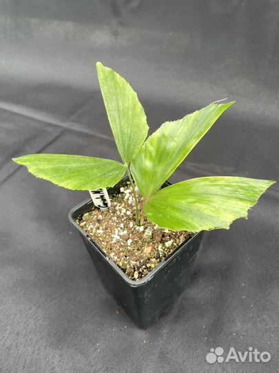 Caryota mitis dwarf / кариота митис (карликовая)