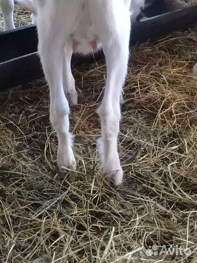 Зааненская коза