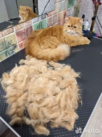 Стрижка собак и кошек. Закамск