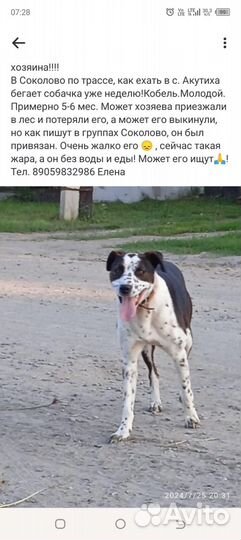 Найдена собака